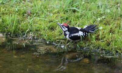 woodpecker chick
