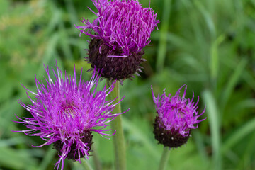 purple thistle flower