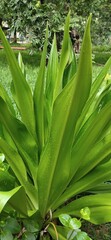 Obraz premium close up of green leaves