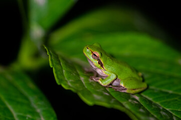 Green frog on leaf