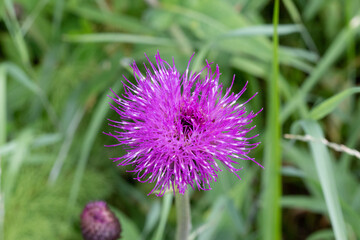 purple thistle flower