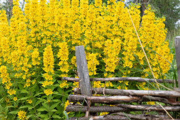 yellow flowers on a fence