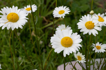 daisies in the grass