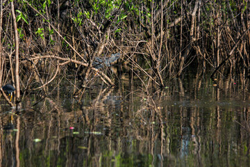 Green wild nature of typical amazonian vegetation at amazon rainforest of Leticia, Colombia