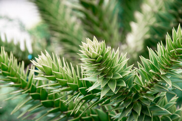 Creative layout made of green leaves. Flat lay. Nature background