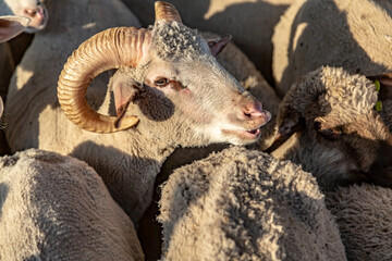 A flock of sheep in a corral in the rays of the evening sun. Muzzle with horns close-up. Horizontal orientation. 