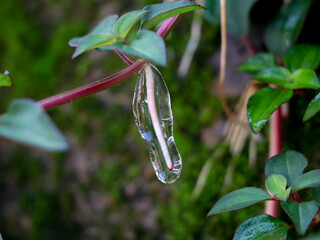 Sticky jelly- like mucilage formed on the roots of Indian rhododendron plant