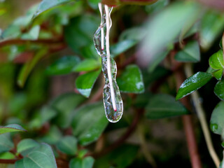 Sticky jelly- like mucilage formed on the roots of Indian rhododendron plant