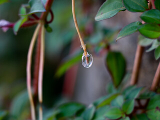 Sticky jelly- like mucilage formed on the roots of Indian rhododendron plant