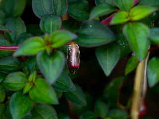 Sticky jelly- like mucilage formed on the roots of Indian rhododendron plant