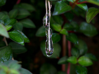 Sticky jelly- like mucilage formed on the roots of Indian rhododendron plant