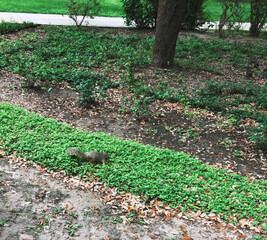 Squirrel wandering on the ground