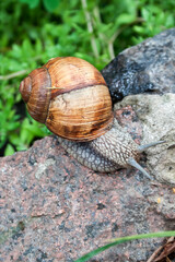 Burgundy snail (Helix pomatia) or escargot in natural environment