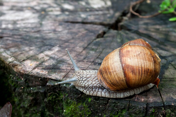 Burgundy snail (Helix pomatia) or escargot in natural environment