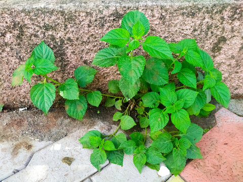 West Indian Lantana plant growing. scientific name is Lantana camara. common names are white-sage, korsu wiri or korsoe wiwiri, tickberry, umbelanterna and Gu Phool in Assam, India.