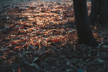 dried leaves poured on the ground. the sun's rays illuminate the leaves.