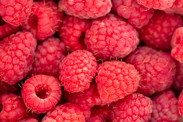 Raspberries background. A beautiful selection of freshly picked ripe red raspberries. Close-up view