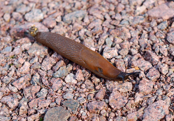 Funny Slug, common name for apparently shell-less terrestrial gastropod mollusc. Arion lusitanicus on gravel. Focus on head