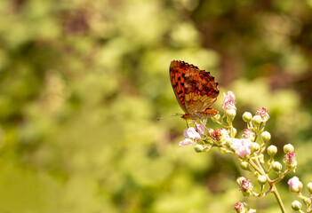 Blackberry birent butterfly ; Brenthis daphne