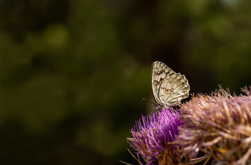 Anatolian Melee butterfly / Melanargia larissa