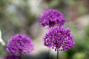 Allium 'AMBASSADOR' ornamental garlic