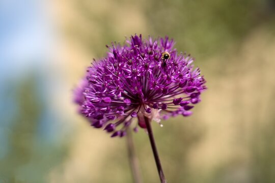 Allium 'AMBASSADOR' ornamental garlic