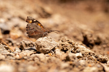 Çitlembik Butterfly / Libythea celtis