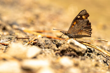 Çitlembik Butterfly / Libythea celtis