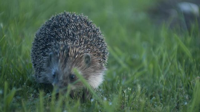European hedgehog in evening dusk went out for bugs