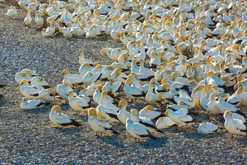Fototapeta premium Cape gannet, Bird Island, Lambert's Bay, Western Cape province, South Africa, Africa