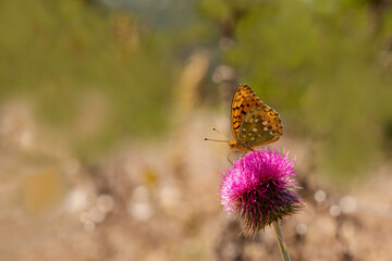 Beautiful pearl butterfly / Argynnis aglaja