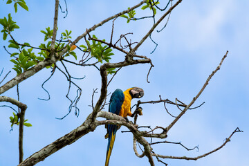blue and yellow macaw