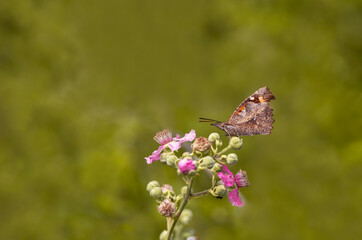 Çitlembik Butterfly / Libythea celtis