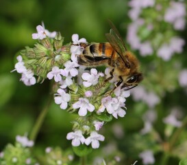 bee on a flower
