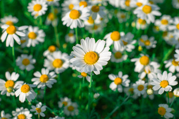 Wild daisy. Field with bright and colorful chamomiles