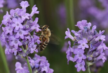 bee on lavender