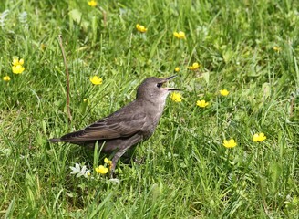 starling chick