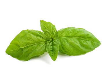 Fototapeta premium Lettuce leaf basil