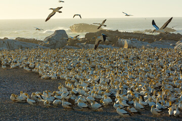 Cape gannet, Bird Island, Lambert's Bay, Western Cape province, South Africa, Africa