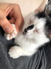 cat in hands