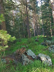 A fabulous summer forest in Polevskoy.