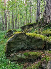 A fabulous summer forest in Polevskoy.