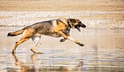 Fototapeta na wymiar running German Shepherd