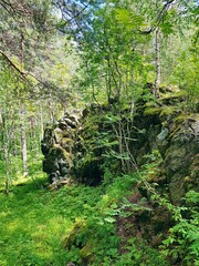 A fabulous summer forest in Polevskoy.