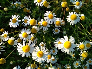 Fototapeta premium daisy, daisy flowers, daisy, flower, nature, field, white, summer, flowers, spring, plant, meadow, yellow, daisy, grass, green, daisies, daisy, garden, flora, blossom, bloom, floral, beauty, grass pet