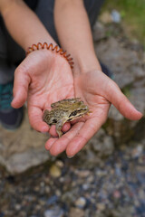Hands of a person holding a little river frog