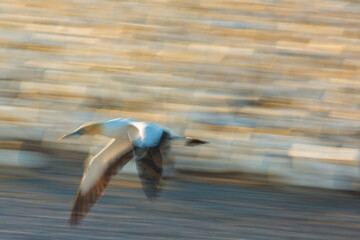 Cape gannet, Bird Island, Lambert's Bay, Western Cape province, South Africa, Africa