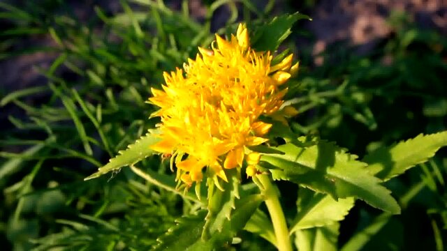 Golden Root Medicinal Plant Flower. Immunity enhancer Golden root.
Crassulaceae family. Rhodiola rosea in the form of tea is used to relieve fatigue, overwork, to increase performance and stamina.

