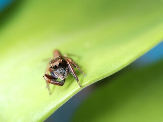 Lepidemathis dogmai jumping spider first discovered in Philippines