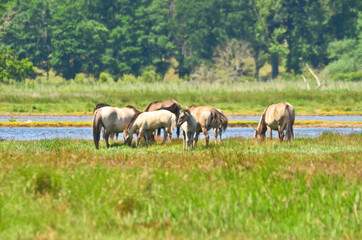 Naklejka na ściany i meble landscape Beautiful area of integral nature reserve in Germany, at the east coast in Gelting, with wild horses and cattle 